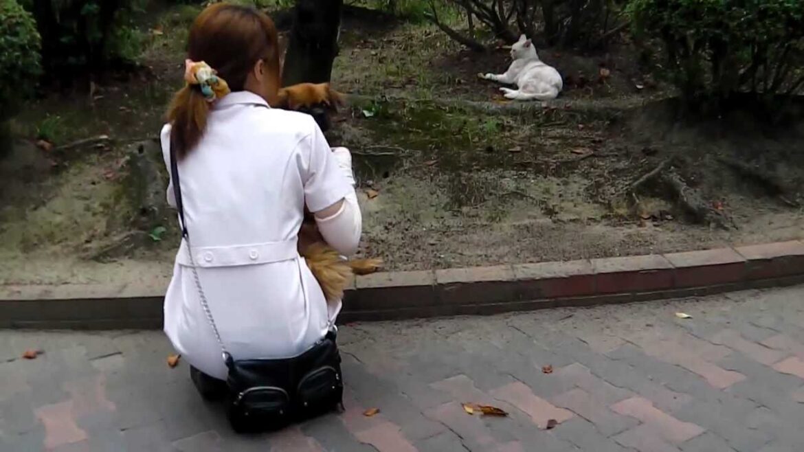 チョコとクッキーと猫　チベタンスパニエルと猫の睨み合い
