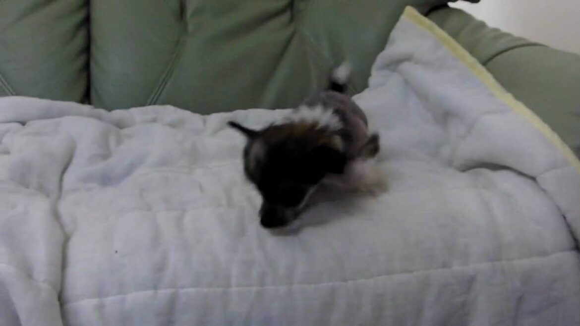 チャイニーズクレステッドドッグの子犬2009.12.05