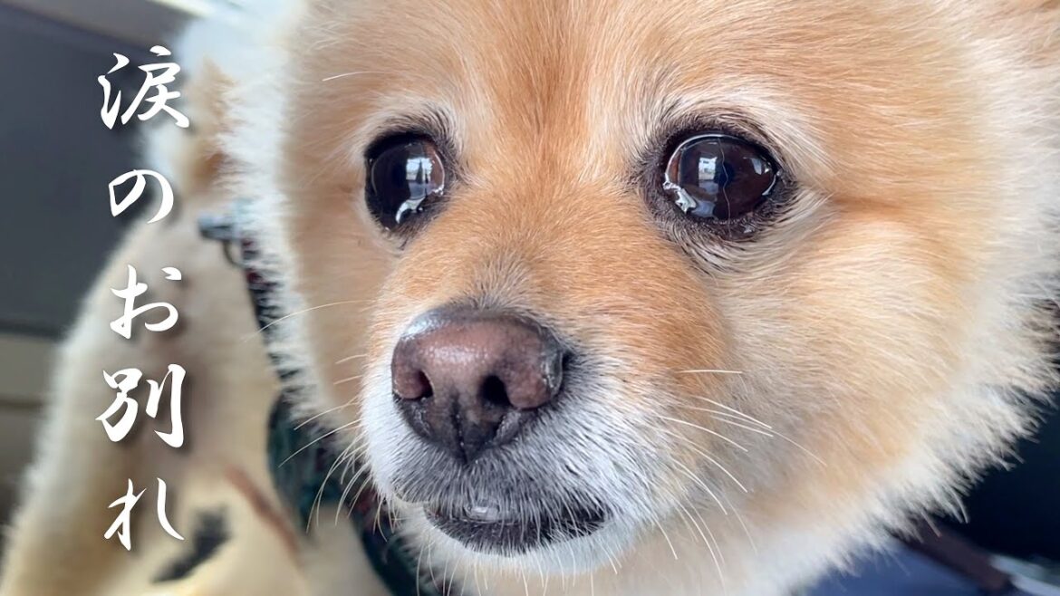 福島の実家が恋しくなり、愛犬が泣き出してしまいました…