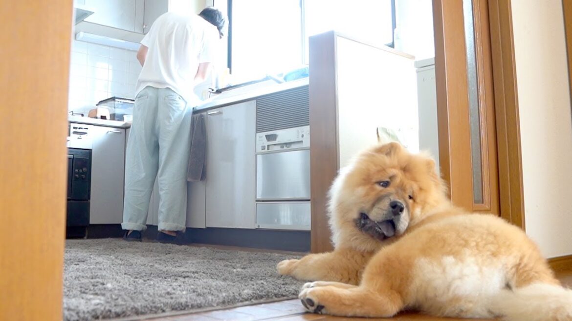朝ごはんの支度を見守るチャウチャウ犬