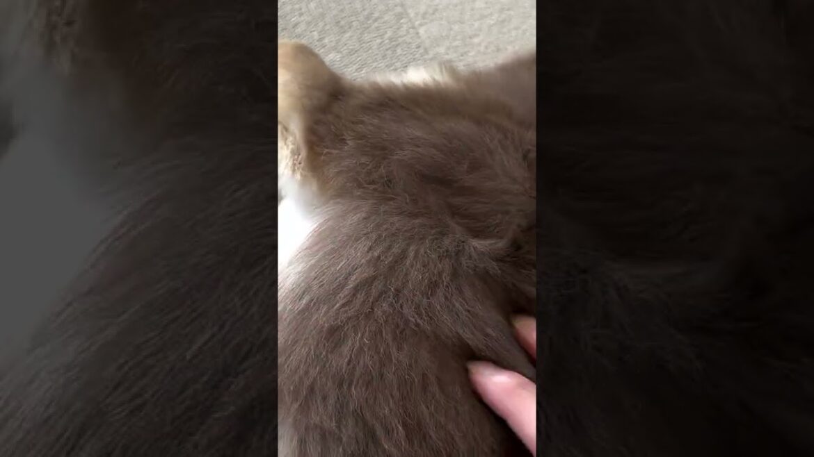 ちょんちょんちょんされるロングコートチワワ/Long coat chihuahua being pecked #shorts