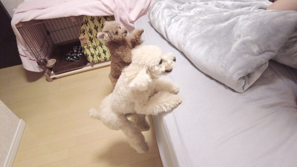 朝起きてこないパパを交互にチェックしにいく兄妹犬がこちらです【トイプードル】