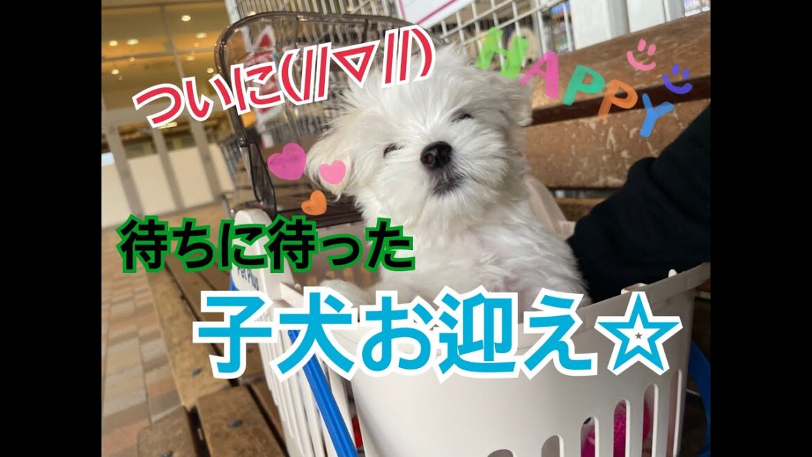 待ちに待ったウル（マルチーズ生後２ヶ月半）のお迎えに行ってきました！