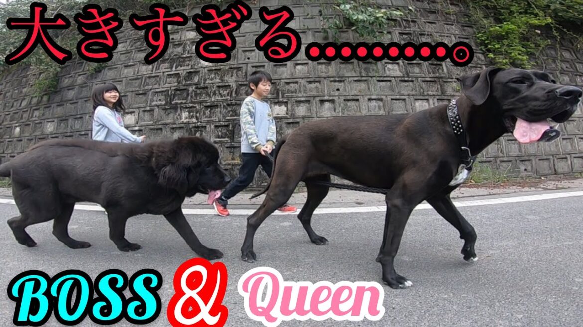 グレートデン❣️ニューファンドランド ボス君 クィーンちゃん 超大型犬NewfoundlandDogGreat DaneDog BOSS&Queen 渡辺ボス 耳掃除 散歩 庭ラン