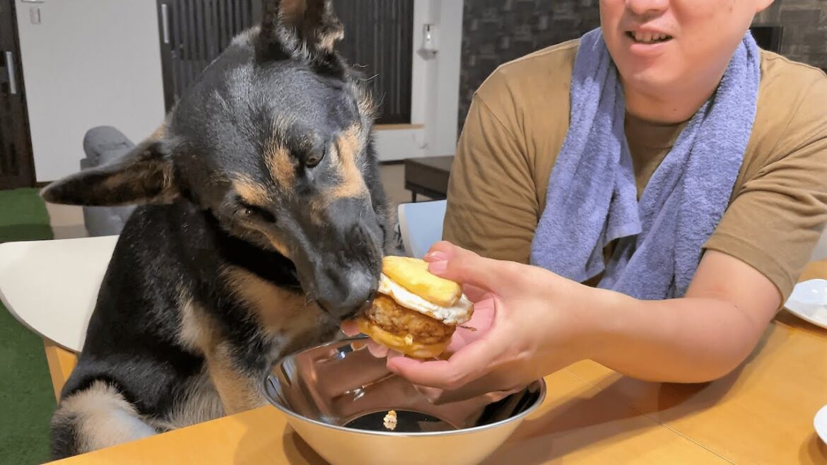【大惨事】愛犬に月見バーガーをあげたら・・・!【ジャーマンシェパード】 【大惨事】愛犬に月見バーガーをあげたら・・・!【ジャーマンシェパード】