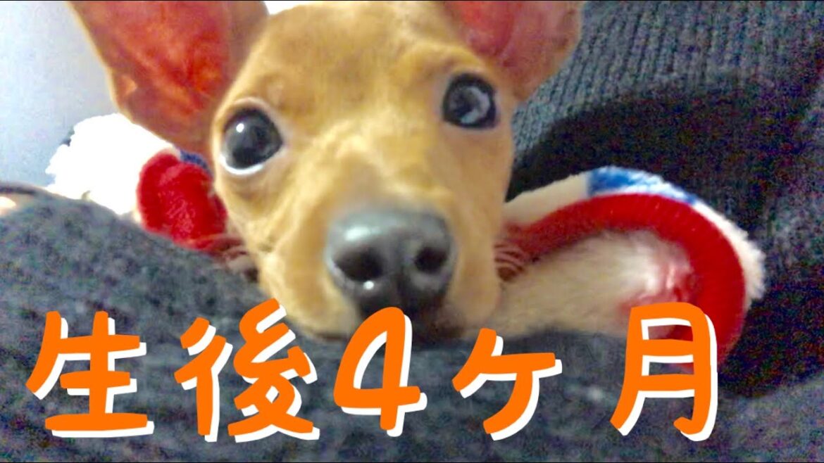 【子犬】生後4ヶ月のミニチュアピンシャーはこんなに甘えんぼ【ペット面白・可愛い・ミニピン】minipin puppy funny video