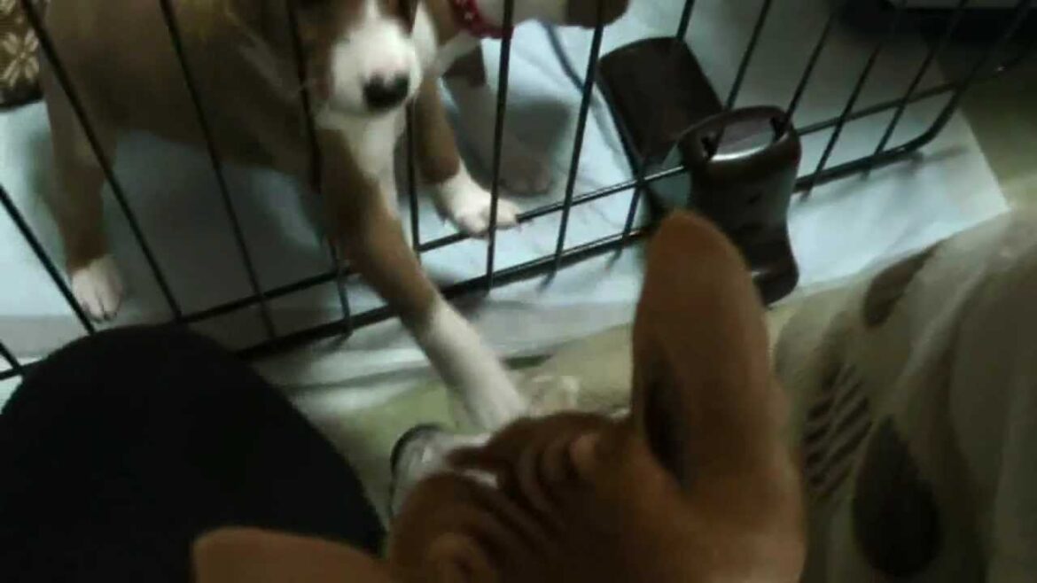 お父ちゃん犬と遊びたいバセンジーの子犬