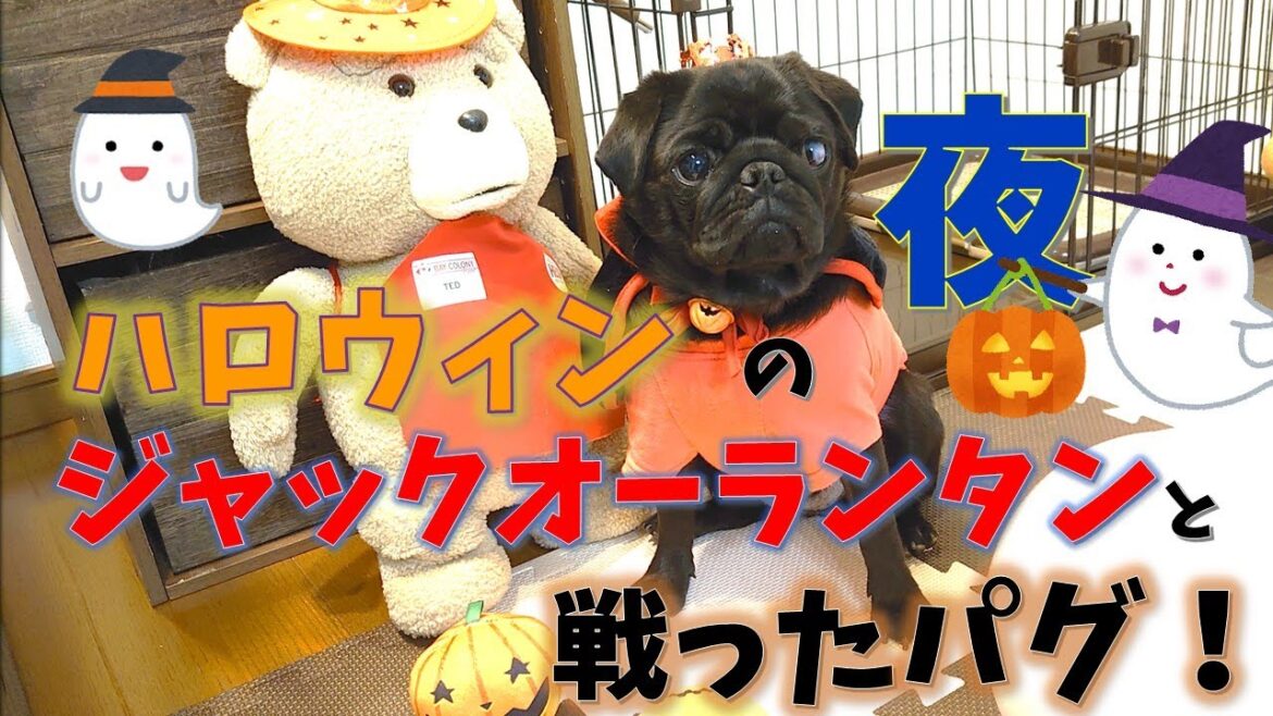 【黒パグのひゅんける】仮装犬、ジャックオーランタンと死闘繰り広げる夜【ハロウィン】