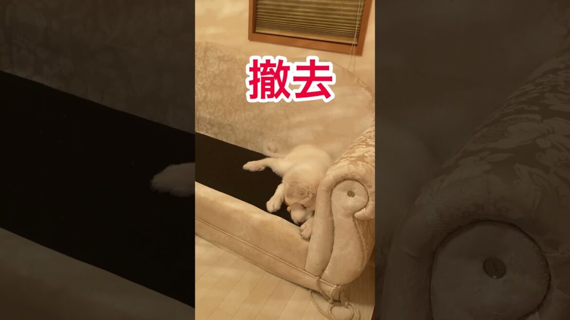 いたずらの勝利。ベットを獲得グレートピレニーズ
