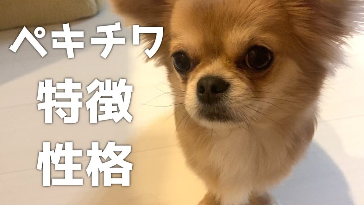 ペキチワはどんな犬？特徴と性格は？【ミックス犬】【チワワ×ペキニーズ】