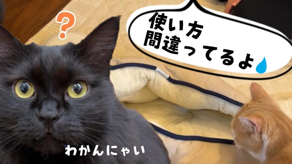 プレゼントしたてのふわもこベッドが予想外の結果に💧　629話