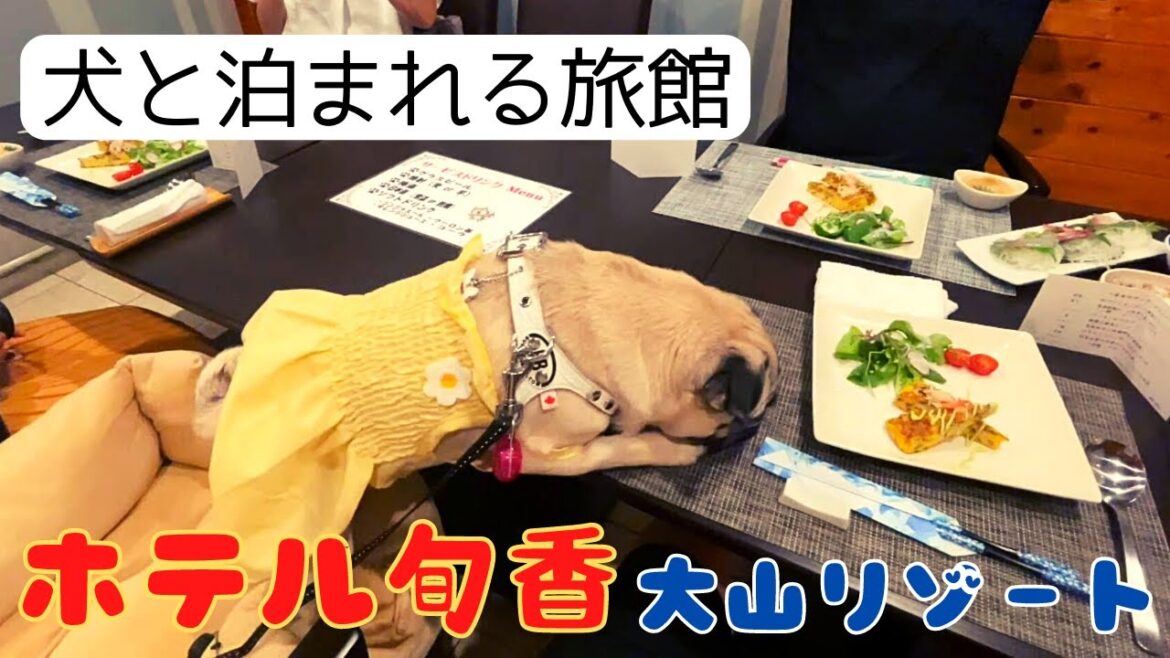 【パグ】鳥取で犬と泊まれる旅館に宿泊♪ご馳走とドッグランに大はしゃぎ!【ホテル旬香大山リゾート】 【パグ】鳥取で犬と泊まれる旅館に宿泊♪ご馳走とドッグランに大はしゃぎ!【ホテル旬香大山リゾート】