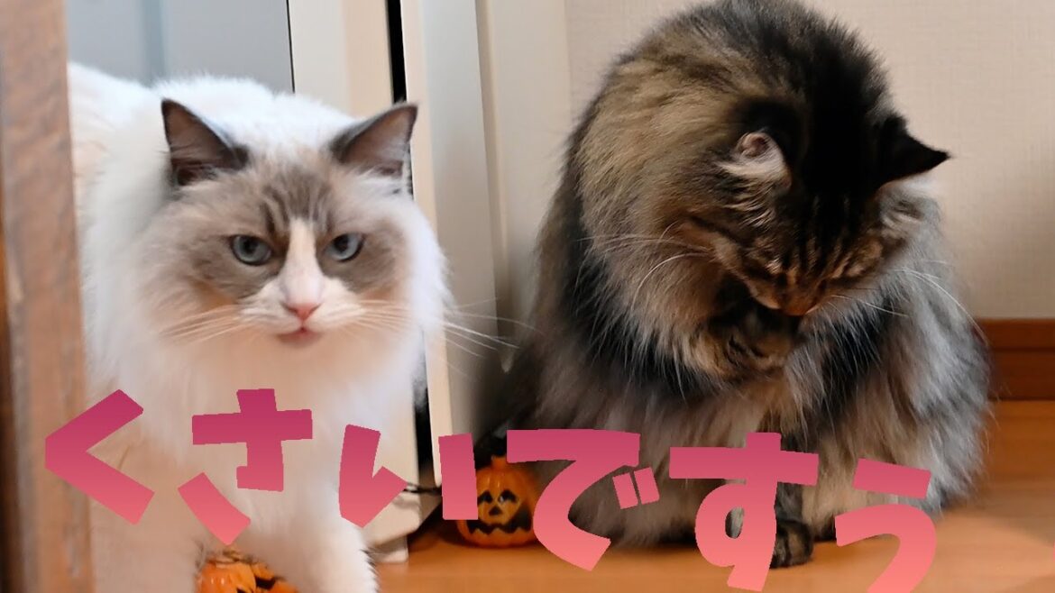 因縁の相手現る！大人になったメインクーンはどうするか？