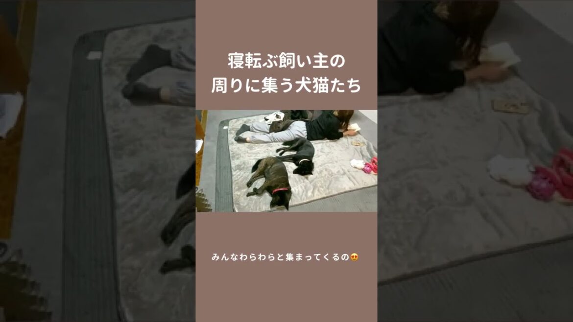 【犬猫】多頭飼いの魅力ってコレでしょう　#shorts