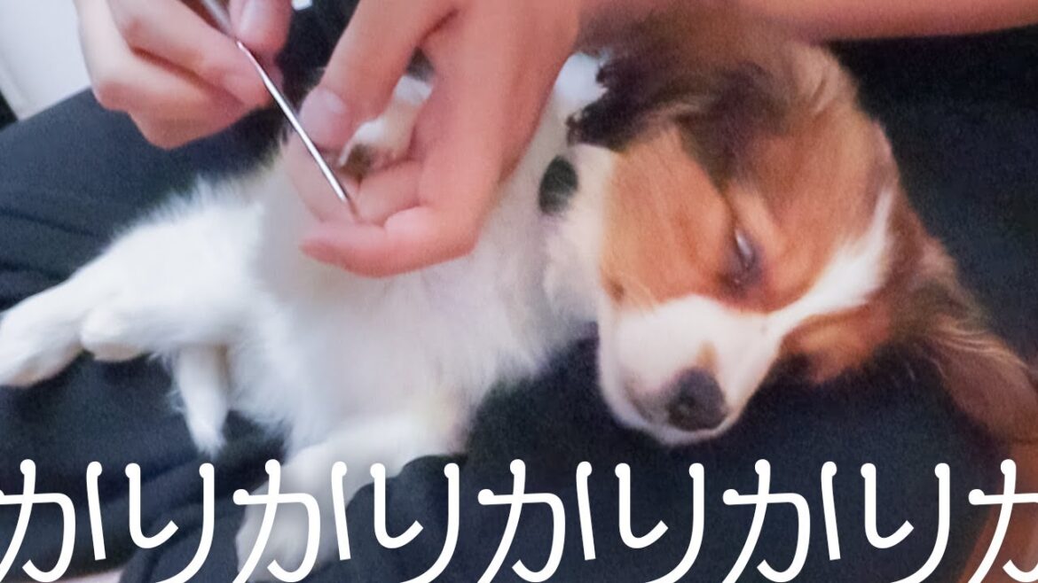 なんで今？って時に寝落ちする子犬のコーイケルホンディエ【Kooikerhondje/コイケルパピー】
