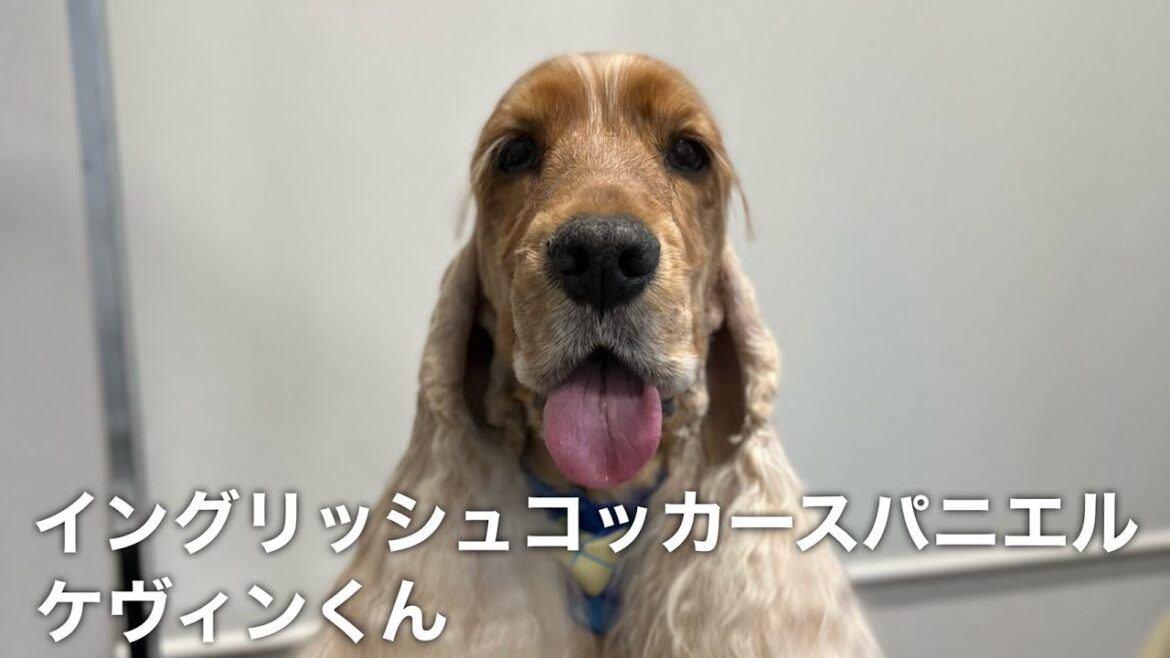 イングリッシュコッカースパニエル ケヴィンくん【English Cocker  Spaniel】