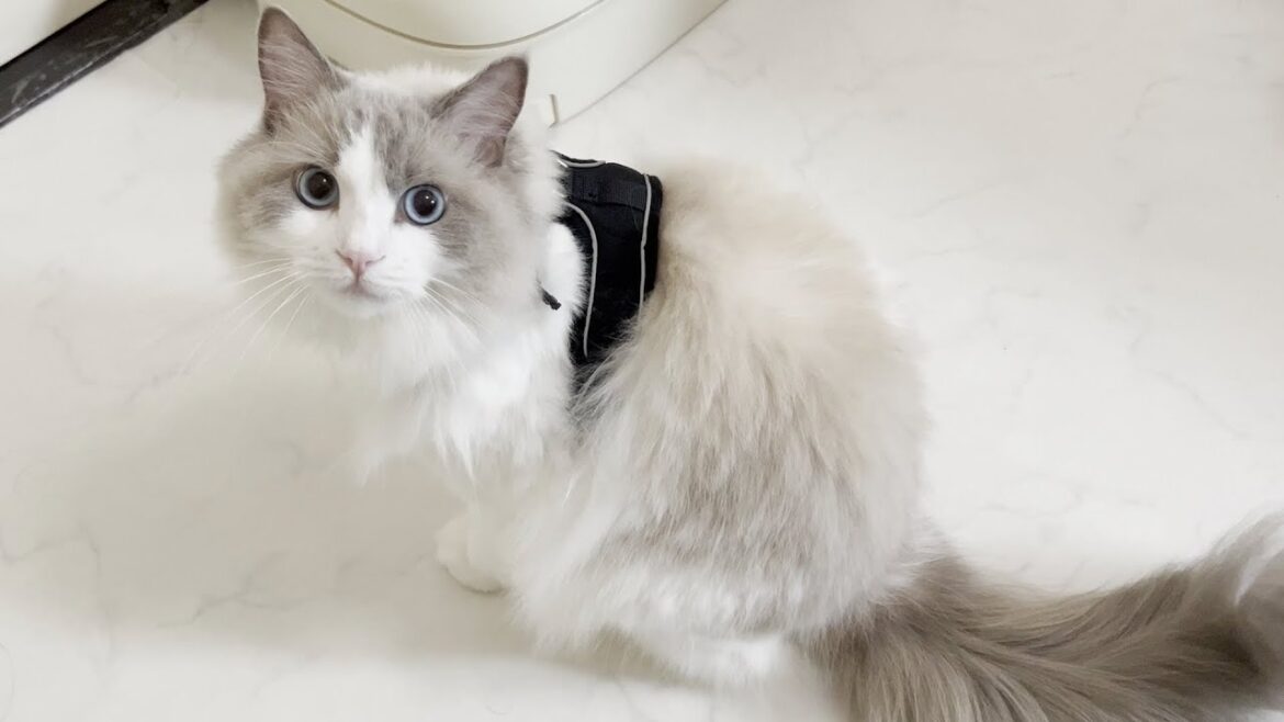 おしゃべり猫がハーネスを着ると鳴き声がこうなります…笑【ラグドール】【かわいい】