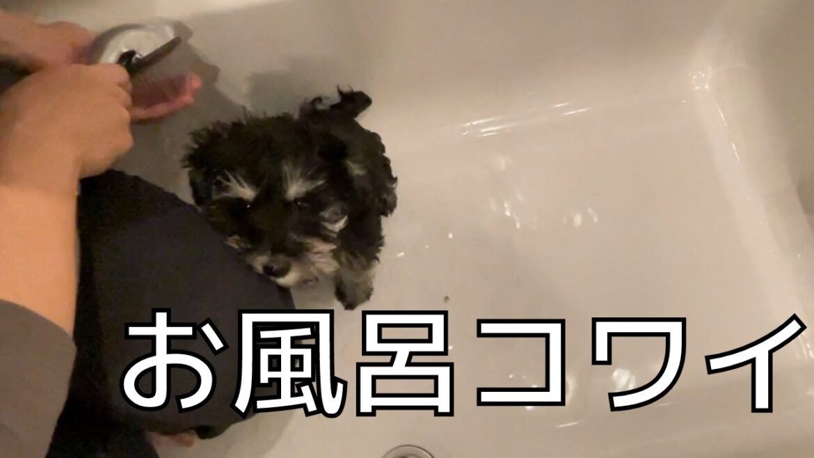 【初入浴】びびりのミニチュアシュナウザー子犬、お風呂デビュー