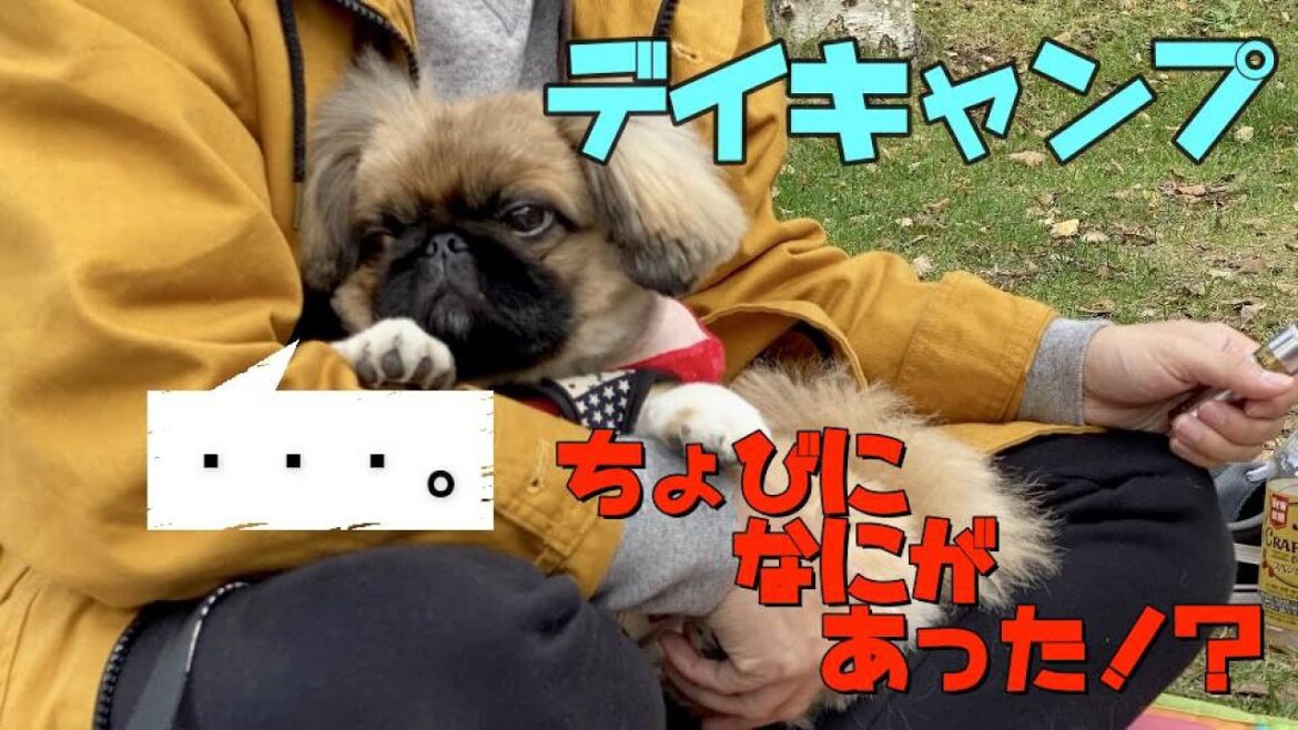 ペキニーズをデイキャンプに連れていったら…まさかの事態になった【モフモフ記録】