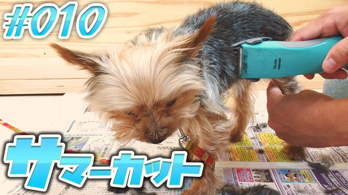サマーカットのやり方（素人）【ヨークシャテリア 犬】 How To Groom Your Dog at Home 【Yorkshire Terrier Grooming】
