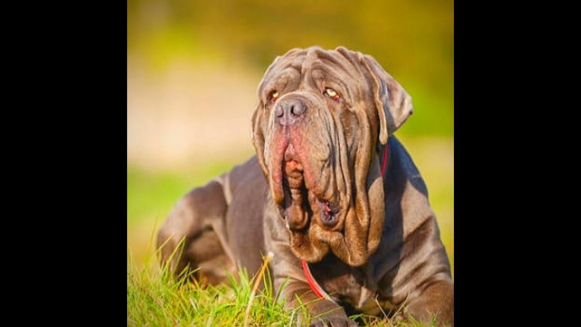 #shorts mastiff dog power ๐๐๐ฅ#shorts#mastiff#trending #shorts mastiff dog power ๐๐๐ฅ#shorts#mastiff#trending