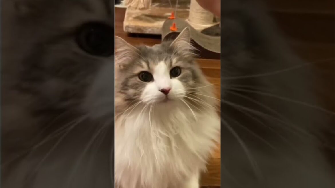 犬化した猫。　　【ノルウェージャンフォレストキャット】
