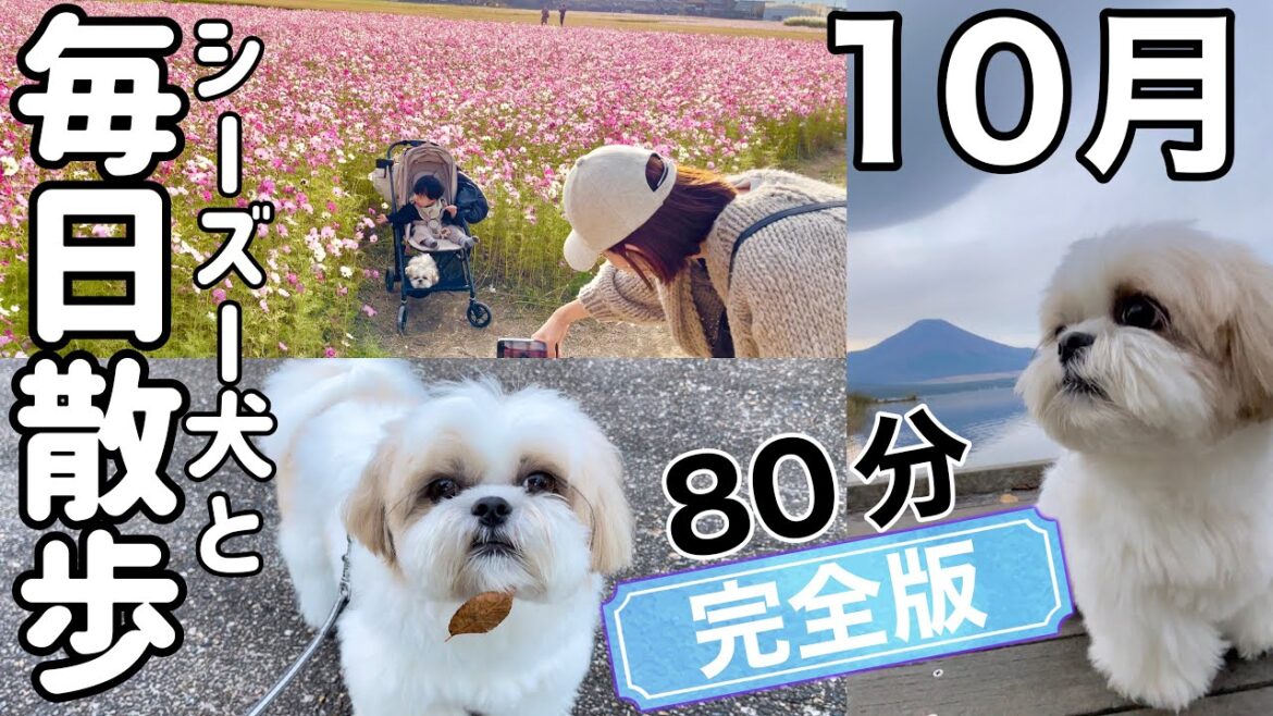 【快挙】お散歩動画を投稿し始めてもうすぐ1000日達成するシーズー犬(2022.10月完全版)/ Shih Tzu takes a walk every morning in October. 【快挙】お散歩動画を投稿し始めてもうすぐ1000日達成するシーズー犬(2022.10月完全版)/ Shih Tzu takes a walk every morning in October.