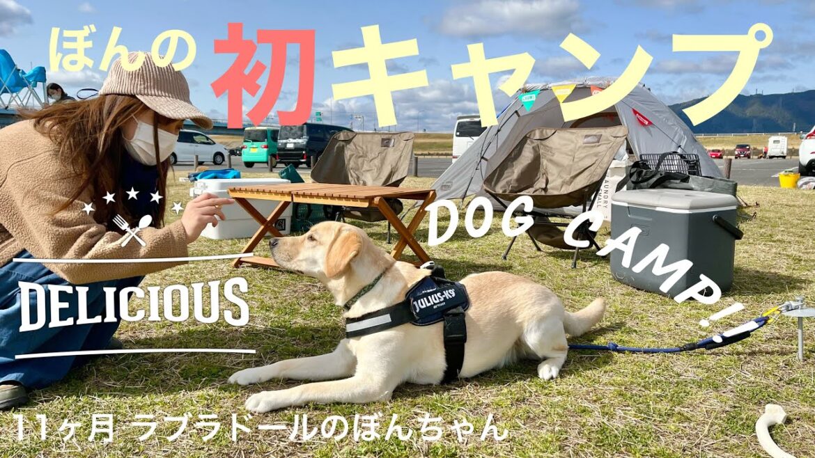 【犬キャンプ#49】憧れだった愛犬とのキャンプ！ぼんちゃんのキャンプデビュー！　ラブラドールレトリバー　labrador retriever 大型犬 camp 子犬　まみキャンプ パピー dog