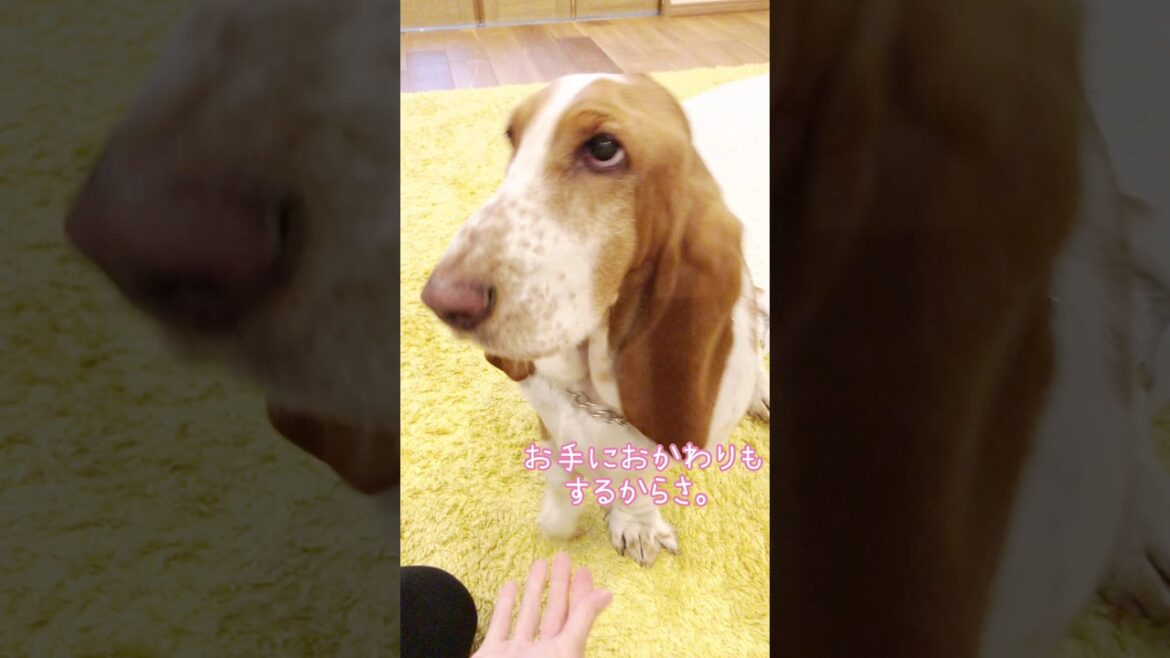 鶏のとさかに挑戦。愛犬バセットハウンドれもん #Shorts basset hound dog