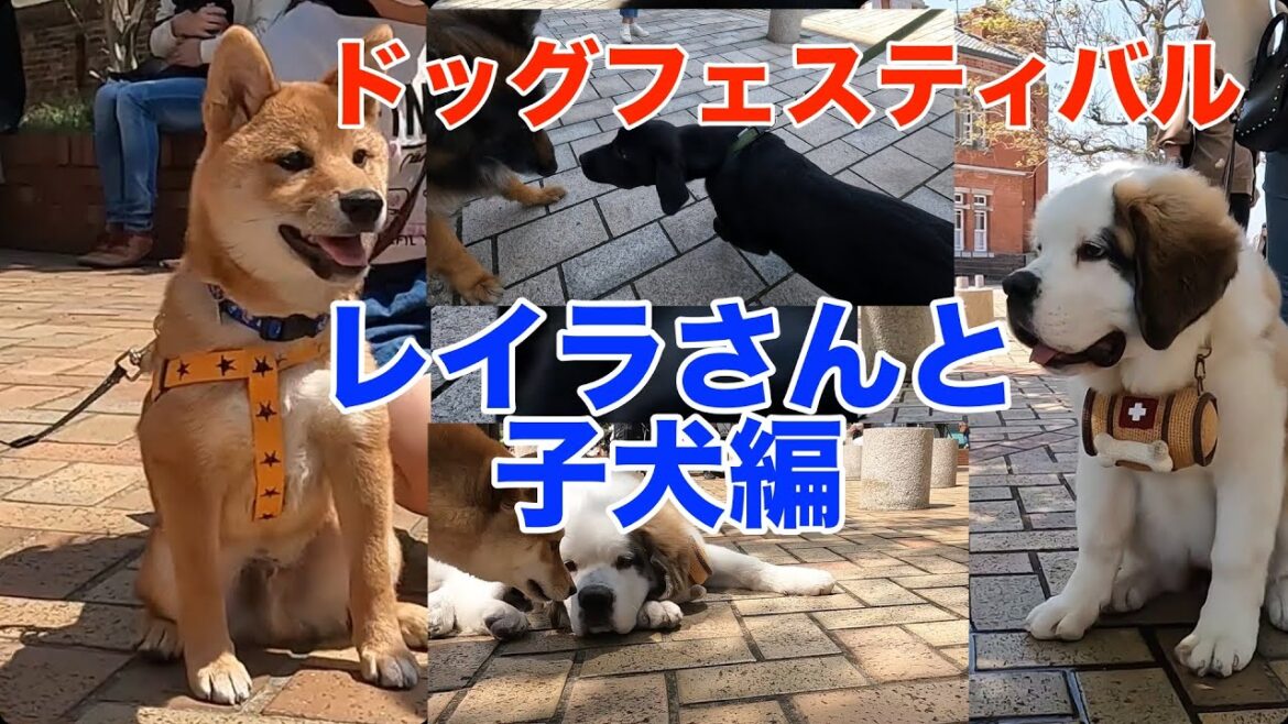 ドッグフェスティバル：子犬編【ジャーマンシェパード　レイラさん】
