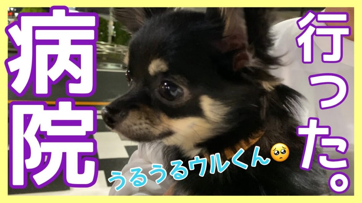 かわいい犬｜ロングコートチワワのウルくん【病院行きました。お薬しっかり飲めたよ！！】