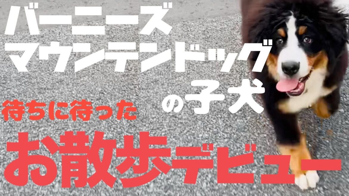 バーニーズマウンテンドッグの子犬 – お散歩デビュー バーニーズマウンテンドッグの子犬 - お散歩デビュー