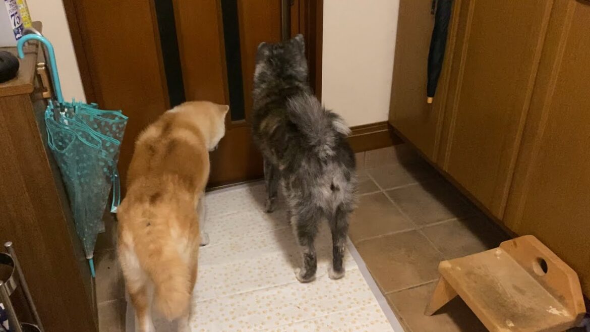 お父さんの帰りを感知して待ち構える可愛い秋田犬姉妹【Akita-inu】