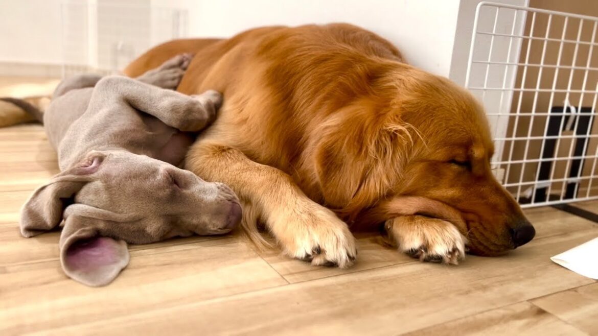 ピッタリ寄り添う子犬とお兄ちゃん犬。【ワイマラナーとゴールデンレトリバー】