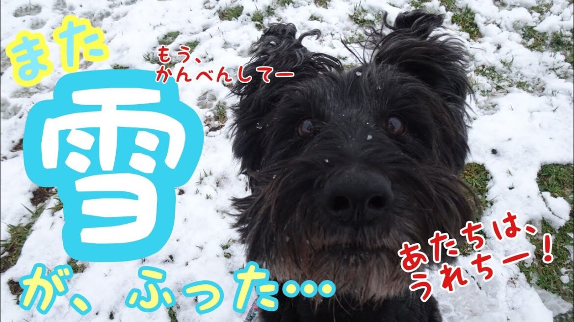 冬に戻った北海道！ブルドッグ、スコティッシュテリア、アメリカンコッカースパニエル