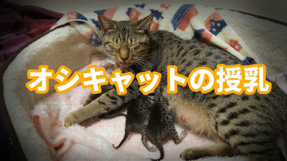 【仔猫育て】癒し保証します！オシキャットの授乳