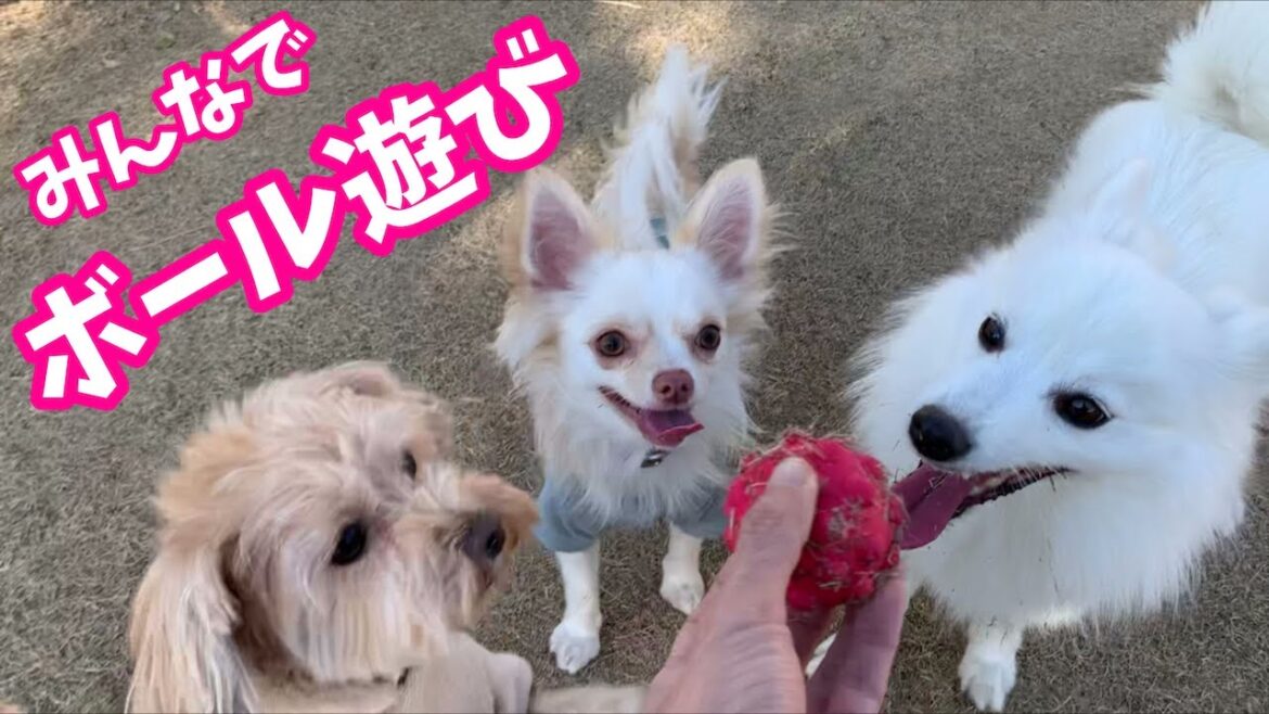 【🐶犬集合🐶】ドッグランでボール遊びをする日本スピッツちぃ。とわんこたち
