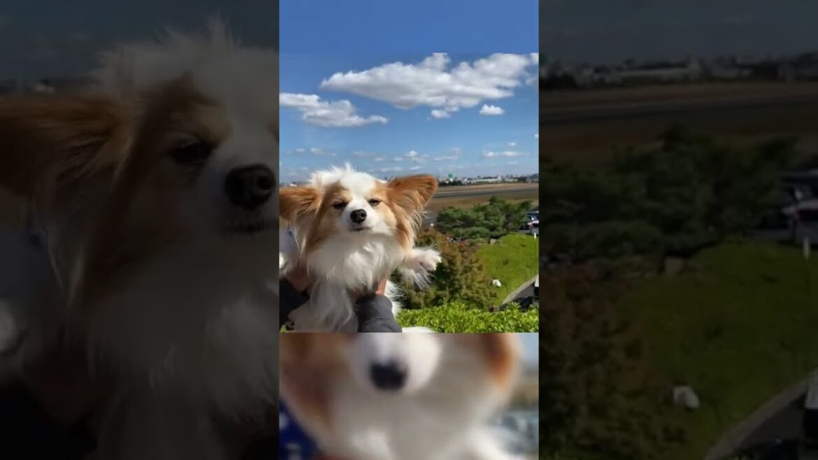 #shorts 飛行機 に なり たかっ た パピヨン！Papillon Became an Airplane[元保護犬チワワとパピヨンのかほご犬s]犬のいる暮らし/愛犬と楽しく過ごすために