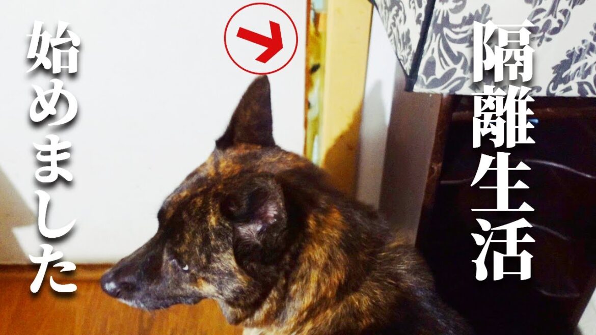 なんで⁉自分だけ別部屋に入れられてご立腹の柴犬【甲斐犬・柴犬】