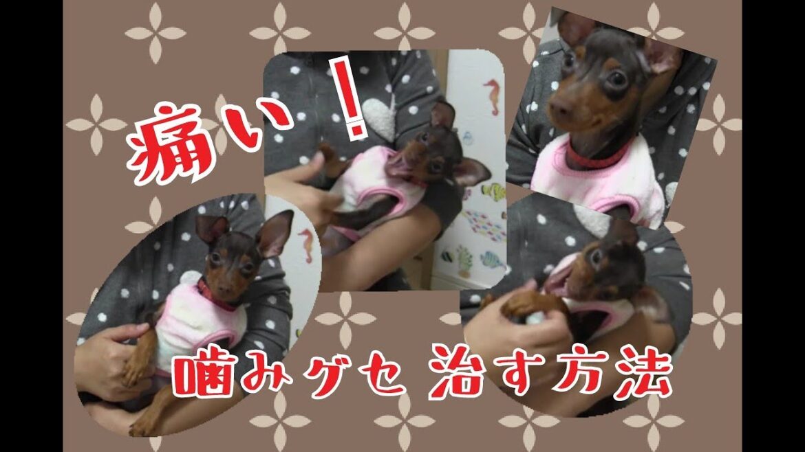 107：ミニチュアピンシャーの噛み癖をなおします！
