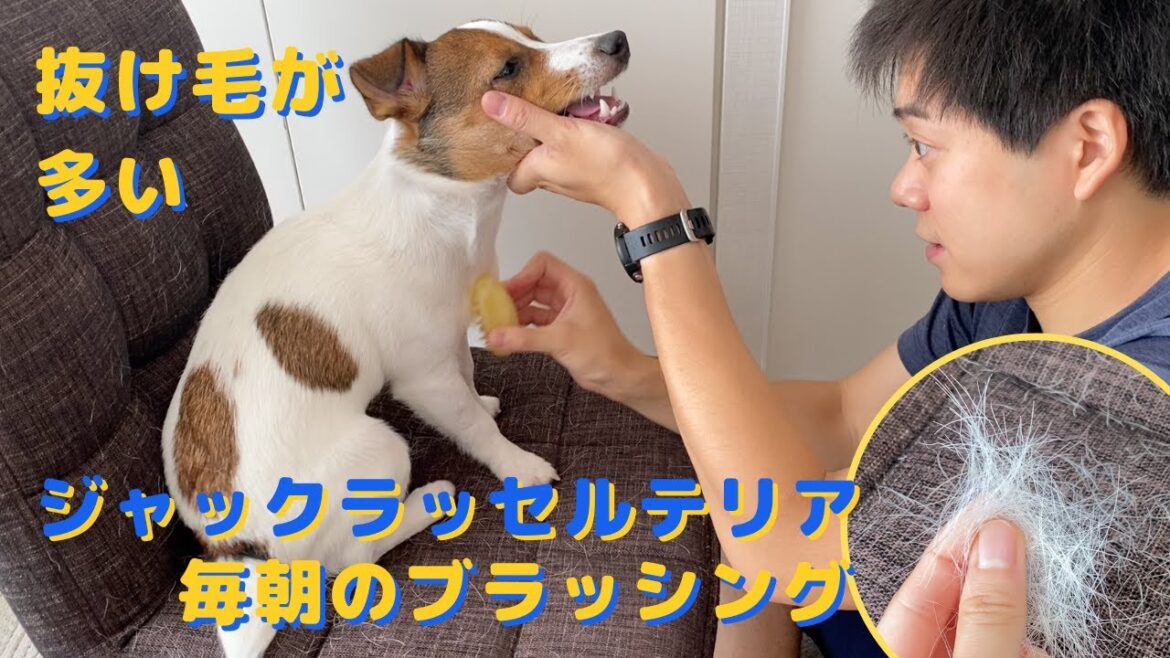 【子犬との日常】抜け毛が多い子犬、毎朝のブラッシングルーティーン【ジャックラッセルテリアのマシュー君】