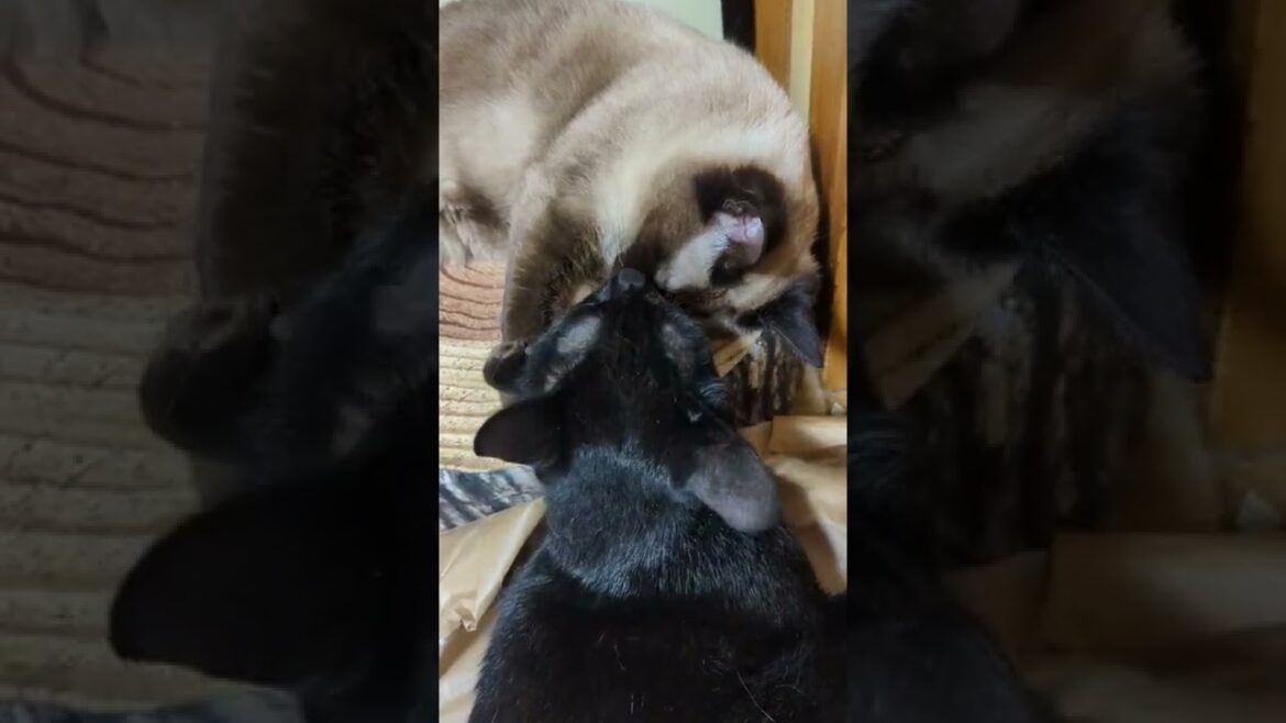 起きないシャム猫 – Two cats – #Shorts 起きないシャム猫 - Two cats - #Shorts
