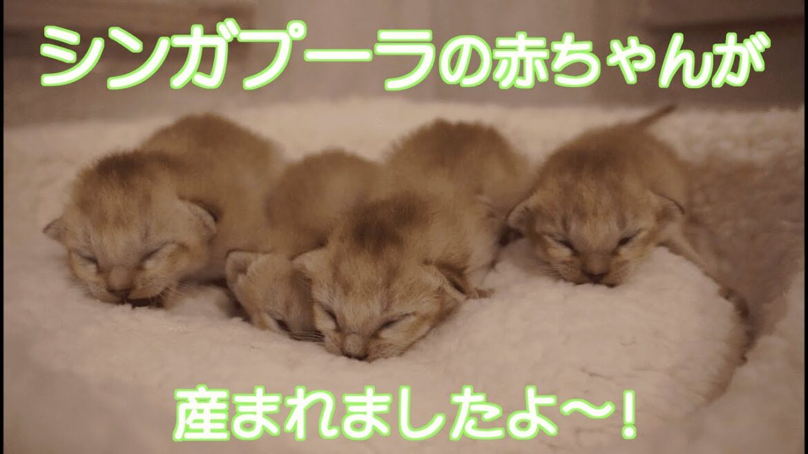 【シンガプーラ　子猫】シンガプーラの４つ仔ちゃんが産まれました！
