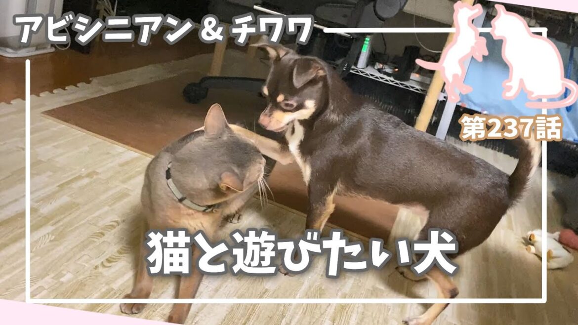 [237話] (チワワ&アビシニアン) 猫と遊びたい犬