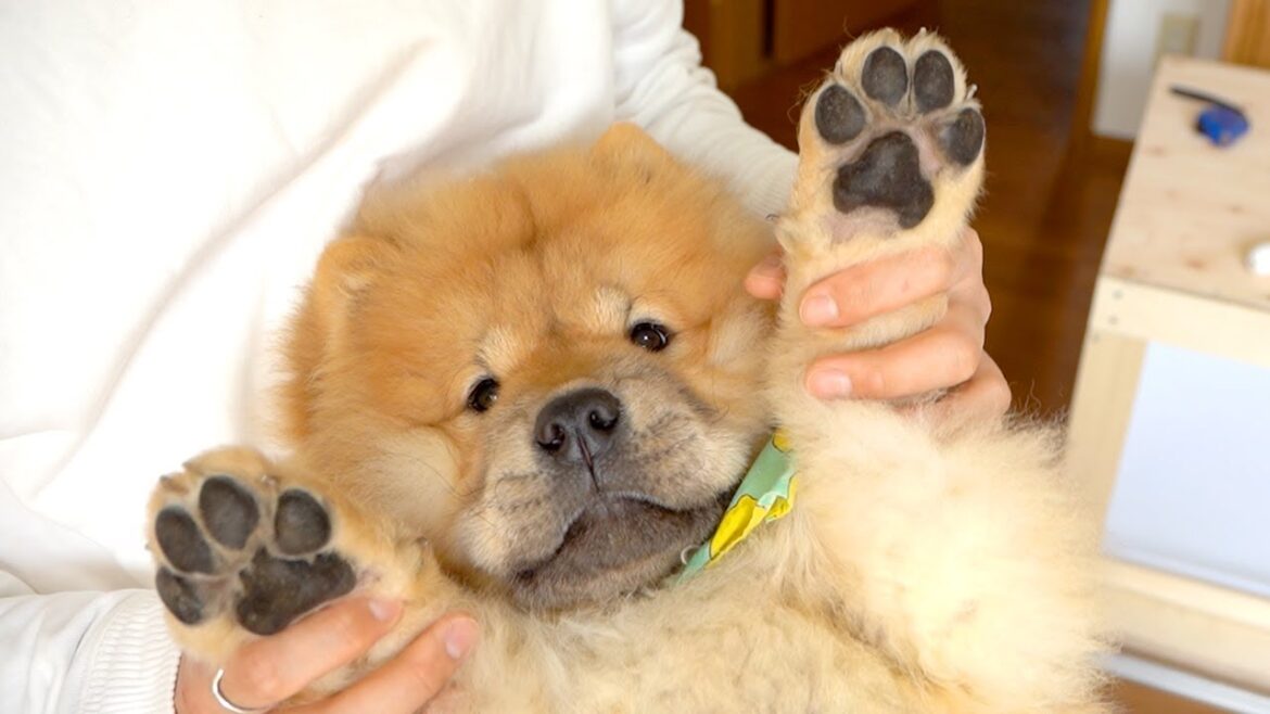 肉球からはみ出る毛をカットするだけでかわいさが倍増するチャウチャウ犬