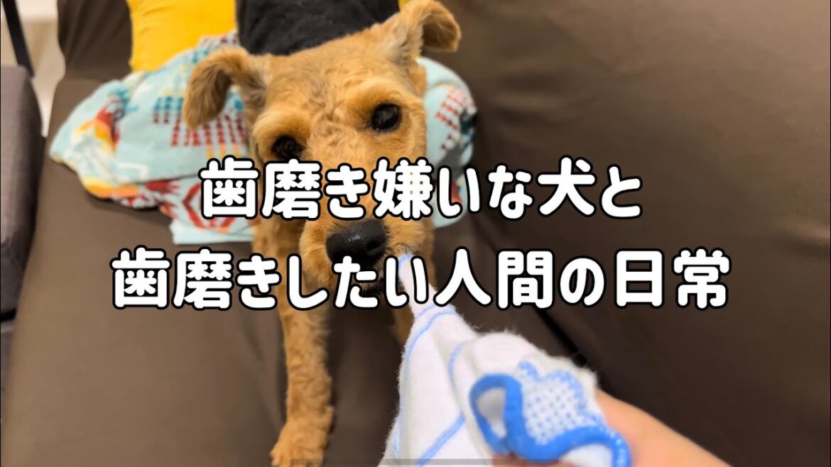 【ウェルシュ・テリア】怒りながらも歯磨きさせてくれるあんず様