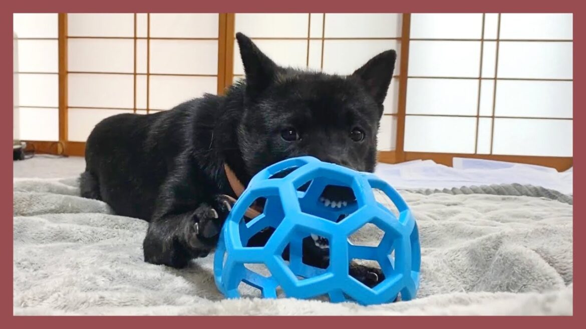 【全甲斐主へ】イノシシを狩る甲斐犬のアゴにも耐える超丈夫なオモチャを勝手にレビュー《ホーリーローラーボール》