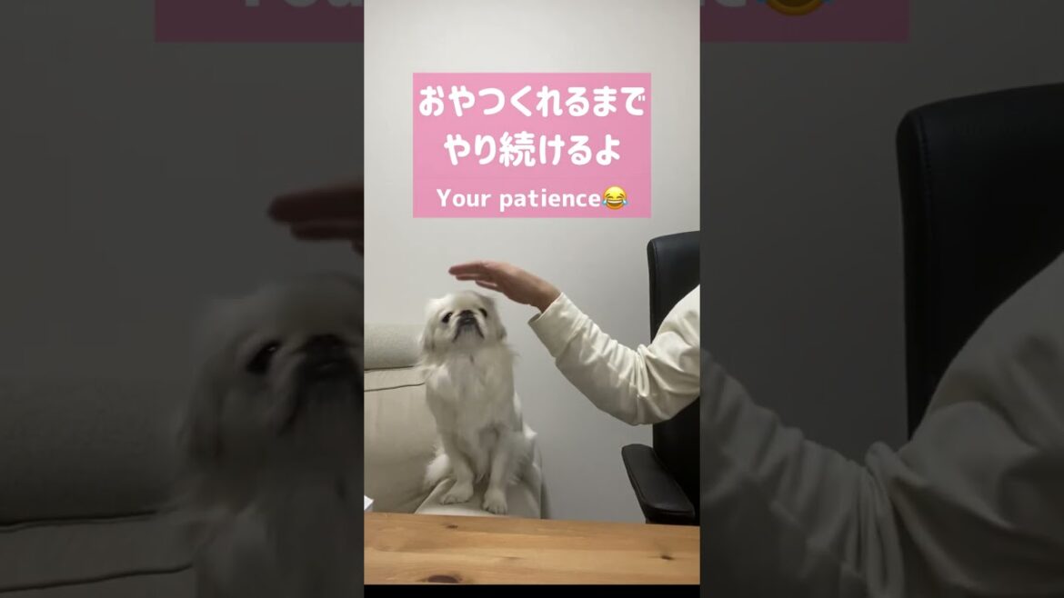 [ペキニーズ/Pekingese] 座り込み犬の粘り勝ち  #在宅ワーク