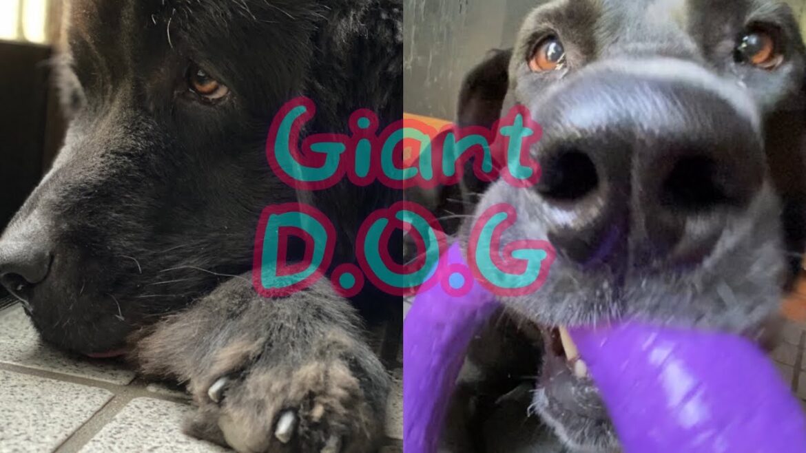 まったりな巨人🐶🐾 [ニューファンドランドボス君][グレートデンクィーンちゃん]大型犬 超大型犬 渡辺ボス プラー遊び