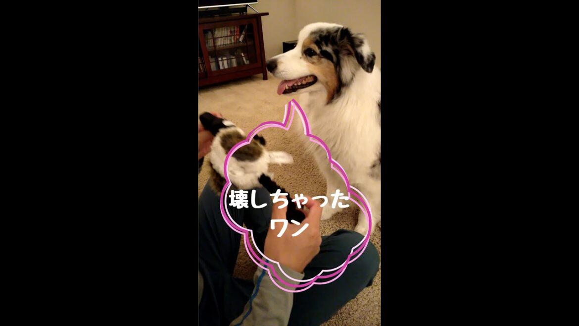 おもちゃを壊しちゃった犬【Australian Shepherd】オーストラリアンシェパード | #Shorts